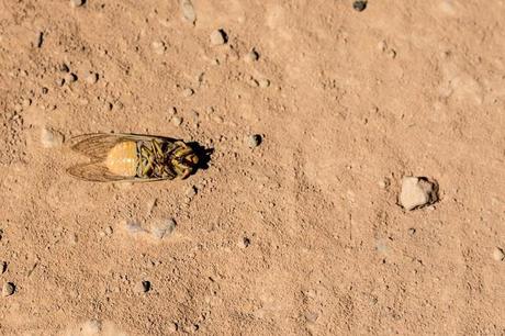 cicada lying dead on track