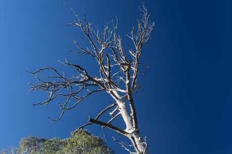 eucalypt tree and blue sky