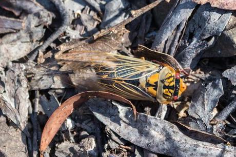 cicada lying on ground