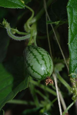Fruit of Melothria scabra