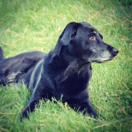 Said goodbye to our family pet today. Stormy was a great dog and... Said goodbye to our family pet today. Stormy was a great dog and...