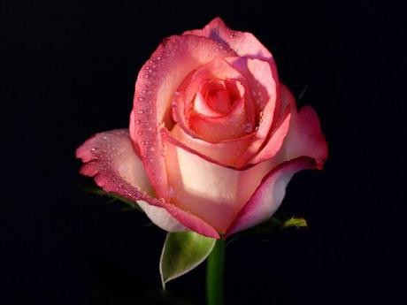simple-pink-rose