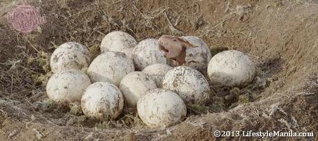 dino eggs walking with dinosaurs 3D still