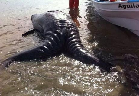 Fuku Mutation? Two-Headed Whale Washes Up On Baja, California Beach! (Disturbing Video & Images)
