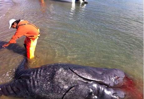 Fuku Mutation? Two-Headed Whale Washes Up On Baja, California Beach! (Disturbing Video & Images)
