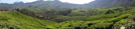 Gorgeous Tea in Munnar, India Gorgeous Tea in Munnar, India