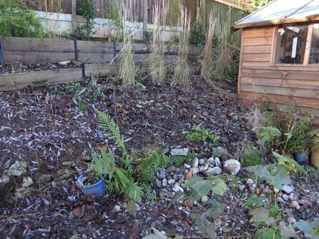 My garden this weekend – 11th January 2014 2014_01110021