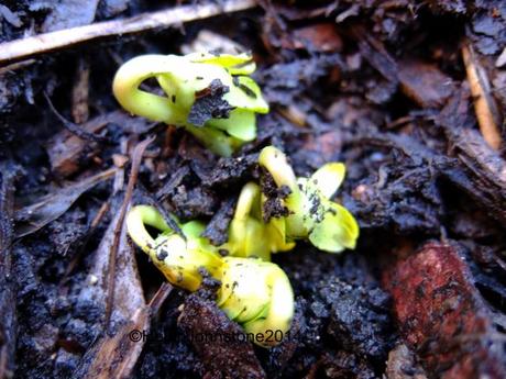 My garden this weekend – 11th January 2014 2014_01110018logo