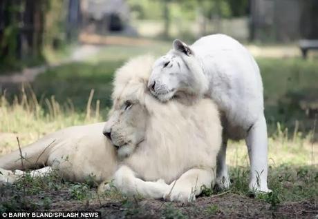 white liger cubs .....the rarest  of  big  cats are born