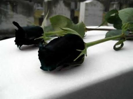 Creation: Black Rose black roses3