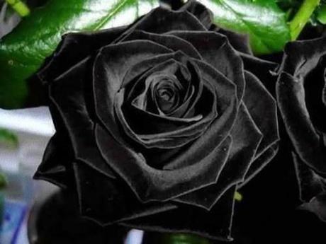 Creation: Black Rose black roses2