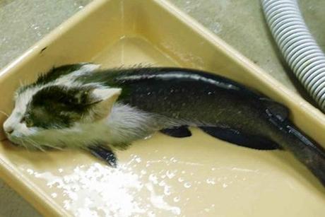 The World’s Top 10 Best Images of What a Catfish Should Look Like What a Catfish should really look like