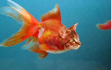 The World’s Top 10 Best Images of What a Catfish Should Look Like What a Catfish should really look like