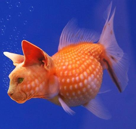 The World’s Top 10 Best Images of What a Catfish Should Look Like What a Catfish should really look like