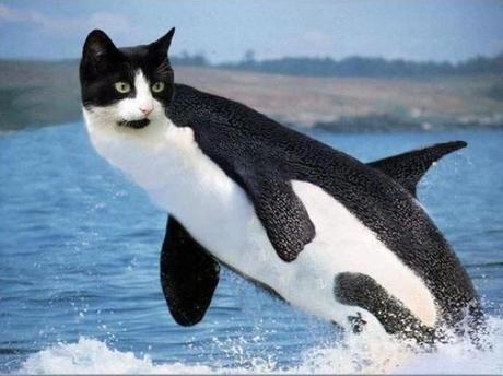 The World’s Top 10 Best Images of What a Catfish Should Look Like What a Catfish should really look like
