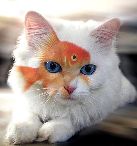 The World’s Top 10 Best Images of What a Catfish Should Look Like What a Catfish should really look like