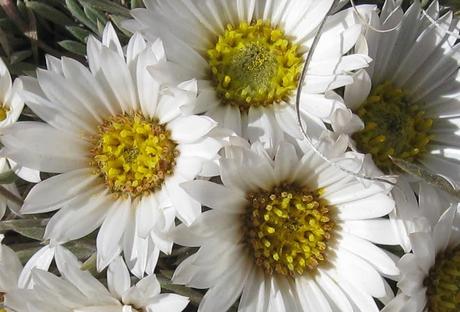 Daisies in Waiting
