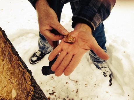 The Upside Of The Bitter Cold Tom Tiddens, supervisor of plant health care at the Chicago Botanic Garden, displays bark with beetle larvae