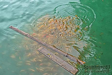 Taiwan – Sun Moon Lake 日月潭: Picturesque Nature Sun Moon Lake 日月潭