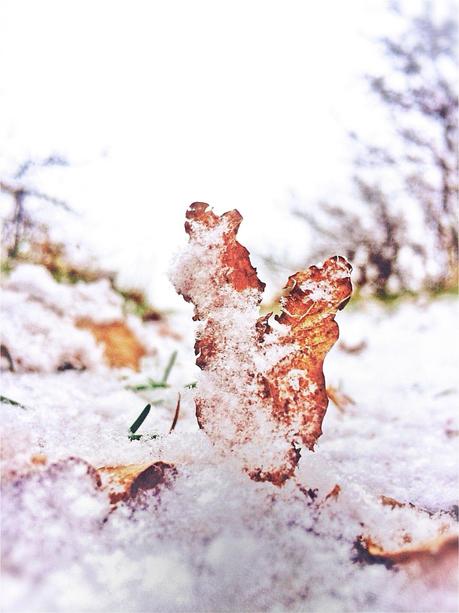 Snowy Leaf Snowy Leaf
