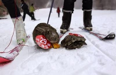 fable repeats itself.... tortoise beats rabbit again - in a skiing race