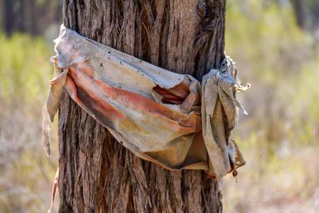 fabric wrapped around tree trunk
