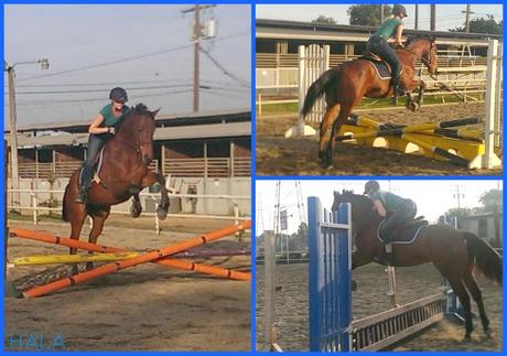 Horses: Moby learning to jump