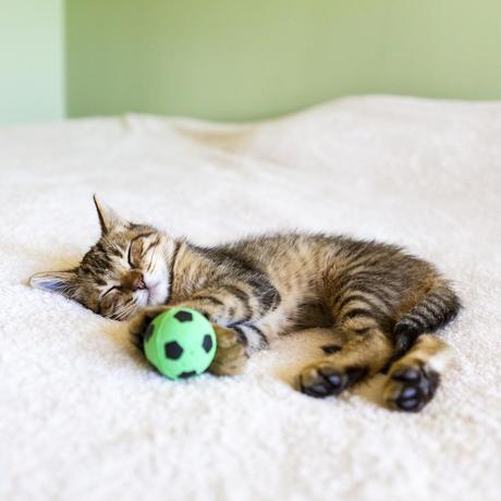 5 DIY Projects for Travel-Friendly Pet Supplies pet_travel_pillow