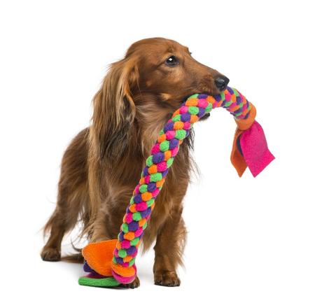5 DIY Projects for Travel-Friendly Pet Supplies tshirt_dog_toy