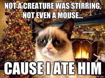 Thursdays Rib Ticklers. One ticked off cat. Yikes!