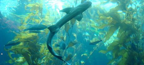 ‘Kelp Watch’ Project to Assess Fukushima Contamination Kelp forest