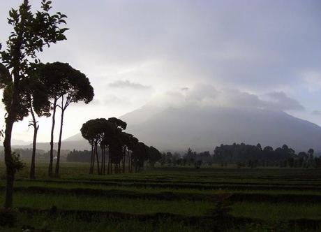 A magical place indeed. The volcanic peaks of the Virungas, approaching the site of Kwita Izina, Festival of the Gorillas Kwita Izina 2013 gorillas Rwanda gorilla naming ceremony