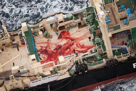 Whales Killed by Strandings and People Across the World—In Pictures Japan: Crew members walk among bloody remains on the deck of Japanese ship Nisshin Maru where four minke whales were allegedly cut up. Sea Shepherd Australia claims the whales were killed and butchered in a whale sanctuary area of Southern Ocean. Photograph: Tim Watters/Sea Shepherd Australia/AFP/Getty Images