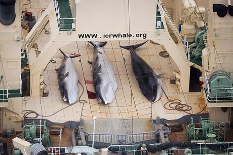 Whales Killed by Strandings and People Across the World—In Pictures Japan: Aerial footage released by the Sea Shepherd Conservation Society show three dead minke whales on the deck of the Japanese factory ship Nisshin Maru as it sailed in the Southern Ocean. The group said it had information that a fourth whale had also been killed. Photograph: Tim Watters/Sea Shepherd Australia/Reuters