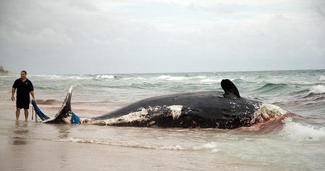 Whales Killed by Strandings and People Across the World—In Pictures Florida, United States: A rescue official tries to remove a dead sperm whale washed up on a Boca Raton beach. Police say the whale was discovered on a river beach earlier. It wasn't clear if the whale had been injured or was sick. Photograph: J Pat Carter/AP