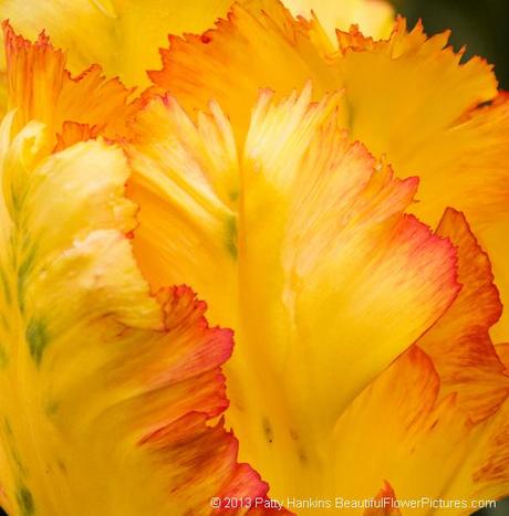 Tips for Taking Great Close Up Photos of Flowers