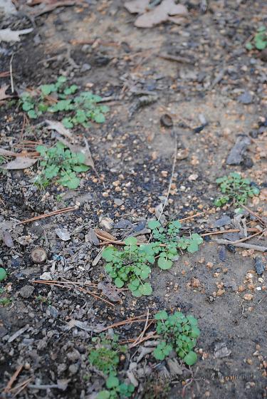 Know thine enemy: The weed battles begin hairy bittercress cardamine hirsuta weed seedling