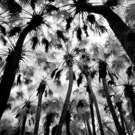 Palm Prints Palm Prints
