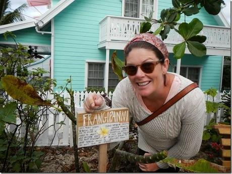 frangapani frangapani