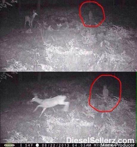 Bigfoot News January 21, 2014 Supposedly a photo of a Bigfoot; this is actually a photo an owl. At least that is what it looks like to me.