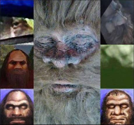 Bigfoot News January 21, 2014 Compare the various Hanks.