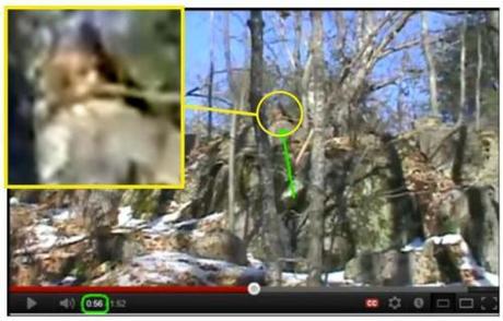 Bigfoot News January 21, 2014 Great Bigfoot photo from Ontario, Canada.