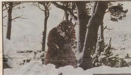 Bigfoot News January 21, 2014 First photo supposedly from Moyie Springs series.