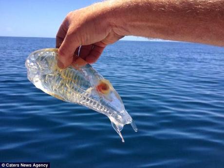 the see-through salp that stunned NZ fisherman