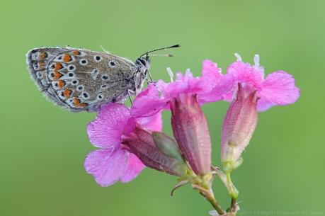 Argus Bleu, Polyommatus Icarus, Common Blue Argus Bleu, Polyommatus Icarus, Common Blue