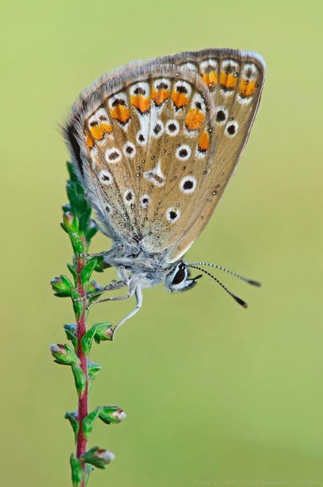 Argus Bleu, Polyommatus Icarus, Common Blue Argus Bleu, Polyommatus Icarus, Common Blue