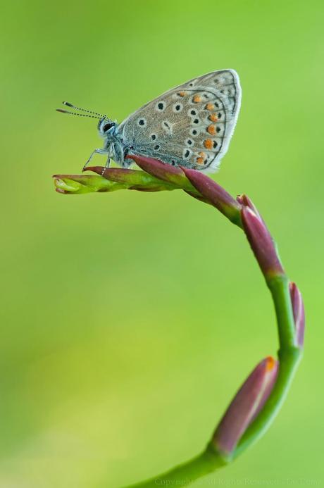 Argus Bleu, Polyommatus Icarus, Common Blue Argus Bleu, Polyommatus Icarus, Common Blue