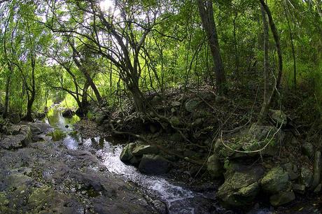 Tropical Rainforest