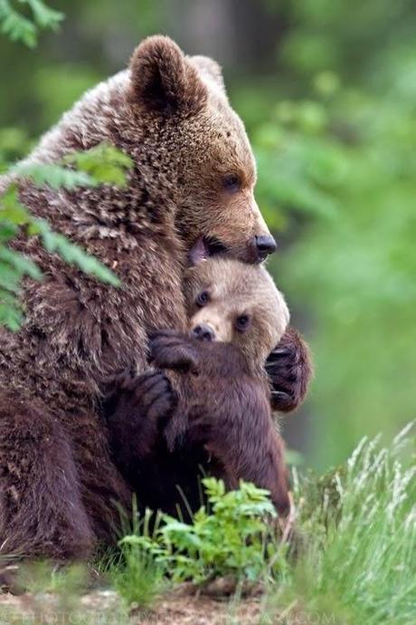 You don't mess with a mama bear.