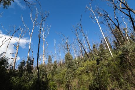 bushfire regrowth kinglake